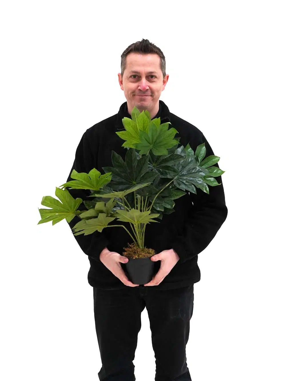 SN13242 _ Japanese Aralia Plant - 60cm_event_prop_hire_EPH_Creative_074 _optimised
