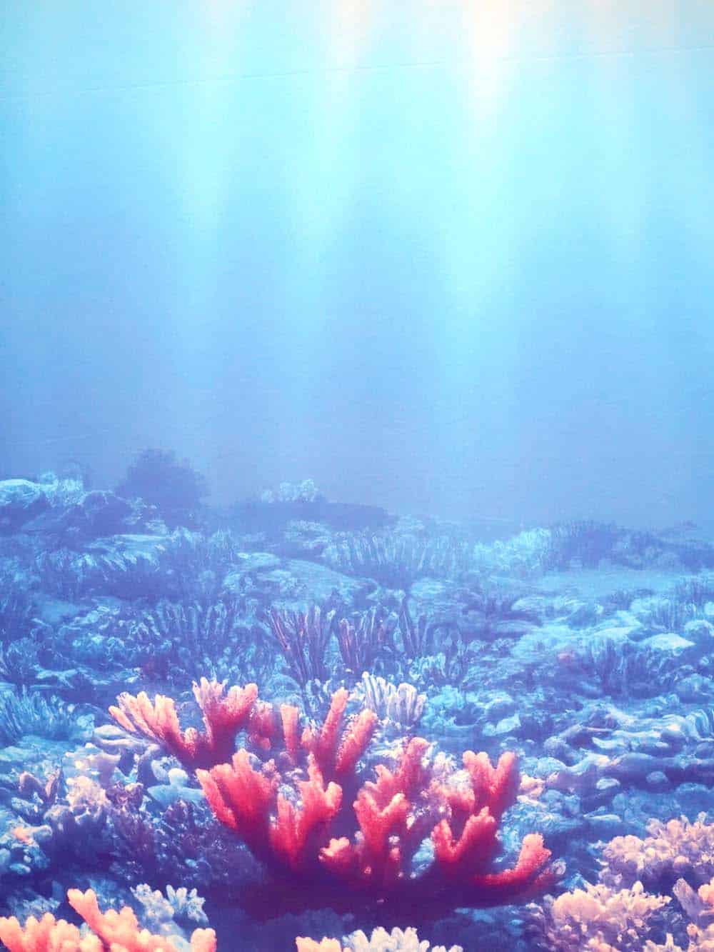 SN13435 _ Double Sided Backdrop - Underwater - 2.3m x 3m-event_prop_hire_EPH_Creative_347. _optimised