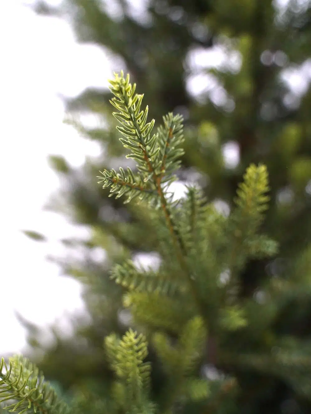 SN14018-_Green-Spruce-Tree-2.4m_event_prop_hire_EPH_Creative_0092-copy-_optimised