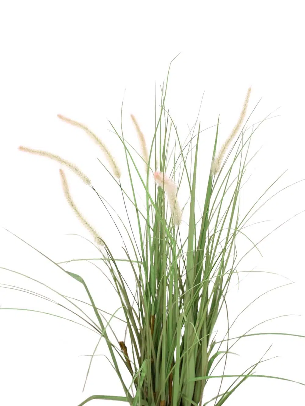 SN8348-_Tall-Dogtail-Grass-FR-Small_event_prop_hire_EPH_Creative_229-copy_optimised-1